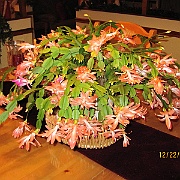 Picture 020